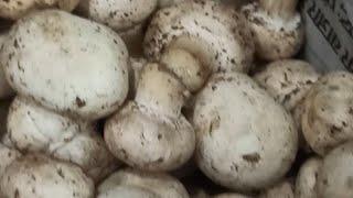 Healthy Veg Food                                 Siddhi's kitchen#shorts#yt #you tubeshorts#ytshorts