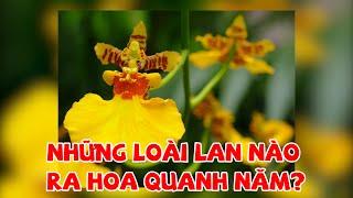 TOP NHỮNG LOÀI LAN RA HOA QUANH NĂM KHÔNG THỂ BỎ QUA