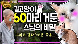 고양이 극락인 절에 대체 무슨 일이?! 스님과 60마리 고양이의 동거이야기│#일루와_절루와 3회 #포천 관음사