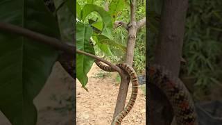 A Colorful Snake on the Tree Branch – A Stunning Sight to Witness! #shorts #snake #snacks #wildlife