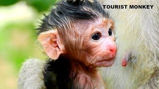 Other Fresh newborn monkey today, Very black hair and cute, Precious newborn monkey