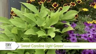 Sweet Caroline Light Green Ipomoea--A P Allen Smith Favorite!