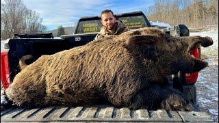 450LB Mammoth Wild Boar! Hog of a Lifetime with a Bow!