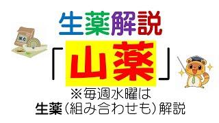 生薬解説「山薬（さんやく）」