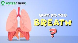 Why Breathing is necessary for all Organisms | Biology | Extraclass