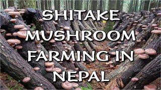 Process of Shiitake Mushroom Farming in Nepal | Detail Information