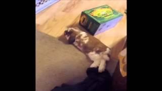 Rabbit fart