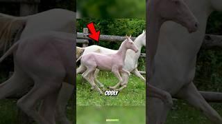 These Hairless Animals Look So Strange Without Fur 