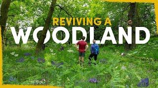 Our Ambitious Plan to Fully Revive Desolate Woodlands