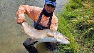 World record monster brown trout possible size/ weight measured IGFA from the San Juan River