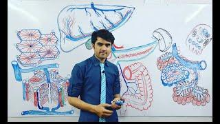 Digestive system: سیستم هاضمه: درس هشتم هستولوژی جگر و پانکراس