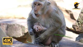 Ooh..! Monkey DeeDee Tries To Stop Breastfeeding Her Baby Devi | 4K