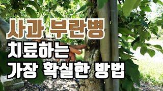 사과 부란병 치료하는 가장 확실한 방법