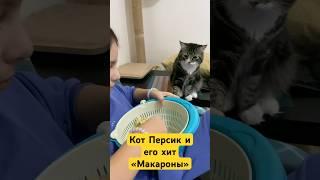 Кот Персик с новым хитом «Макароны» 