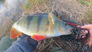 Big Perch Small River! These Hard Baits Got Crushed!