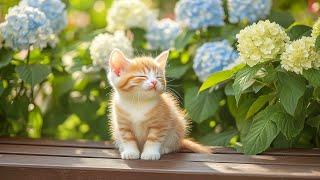 Calming Music for Anxious Cats - Cat Music for Deep Relaxation and Sleep, Music For Cats