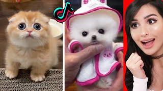 The CUTEST Animals On Tik Tok