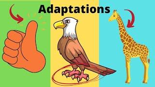 What are adaptations? Adaptations in Biology Examples