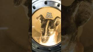 The sad story of Laika who was sent to space … #history #animalinhistory #truestory