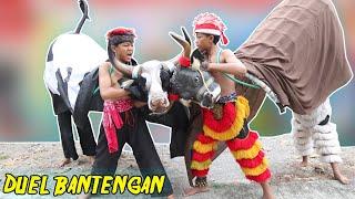 cinematic video | PARA PEMBANTENG DUEL BERTARUNG BANTENGAN | SANG PEMBANTENG CILIK