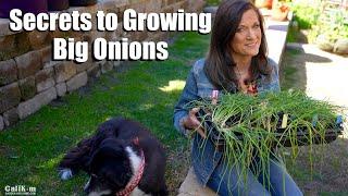 Secrets to Growing Big Onions / Grow Your Groceries in Raised Beds, Containers #3