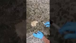 Dye Pro & Carpet Dye Tech - Hotel Bleach Spot Repair