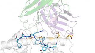 Researchers discover deep structural biology connections that help improve CAR therapy