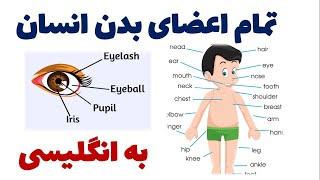 تمام اعضای بدن انسان به انگلیسی |‌ The body parts