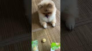 누렁이 훈육쑈 (ft. 두부과자) #dogshorts#pomeranian#shortvideo#강아지먹방#강아지쇼츠#포메라니안#dogvideos#puppy#dogtraining