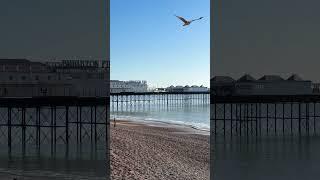 A little beach scene for you this Sunday morning! More on my Vlog at 10.00 a.m Suzi  #brighton