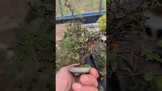느티나무 #smile_bonsai_auction #bonsaitree #분재경매 #saw_leaf_zelkova #ケヤキ