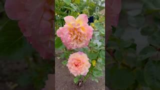 2025/5/19 Today’s rose is Tahiti #RoseLovers #FlowerPhotography #DailyBloom #GardenInspo #バラのある暮らし
