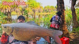 Biggest Rohu Fishing Videos | Singal Hook Fishing Techniques | How To catch Rohu Fishing