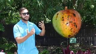 The Best Mangoes to Grow in Florida with Seth