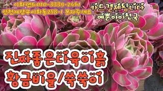 특집/가장좋은다육이흙/분갈이흙/다육이농장/쑥쑥이.  이화랜드010-3339-2461 나는농부다282회출연