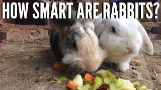 HOW SMART ARE RABBITS? | Furry Friends