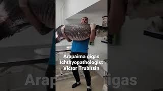 Arapaima gigas. Age 4 years, weight 154 lbs (70kg).