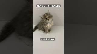 【子猫販売】#サイベリアン #cat #赤ちゃん猫 #ねこランド #春日部