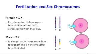 Homologous Chromosomes