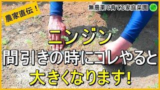 【ニンジン栽培】発芽した後にやるべき間引きなどのお世話について解説！【有機農家直伝！無農薬で育てる家庭菜園】　24/8/20