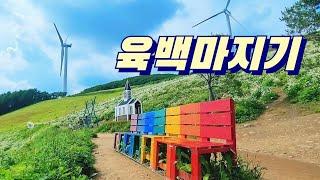 육백마지기는 꼭 가보세요/나홀로여행