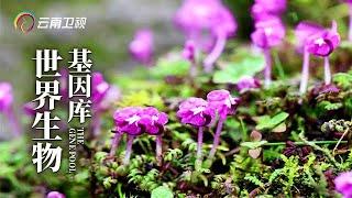 绝迹百年的矮马先嵩惊现高黎贡山！“三江并流”世界自然遗产：世界生物基因库【口述云南】