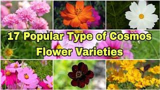 17 Popular Types of Cosmos Flower Varieties || Cosmos Flower Collection || Cosmos Flower Varieties