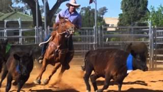 Twilight team penning at Canowindra