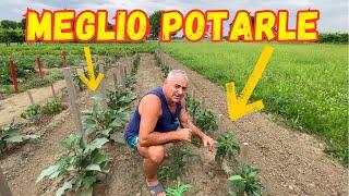 POTATURA MELANZANE e PEPERONI: Come e Perché FARLA