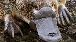 Platypus Documentary - The World's Strangest Animal - History TV