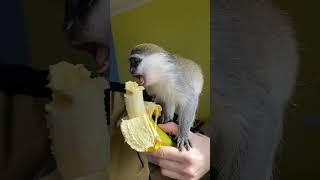 Рікі придумав пісню  #monkey #animal #funnymonkey