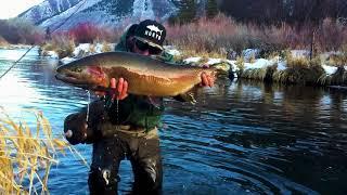 Frying Pan River 32" 18lbs Monster Rainbow Trout Fly fishing