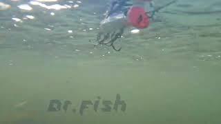 Minnow Lure Swimming Action - Dr Fish