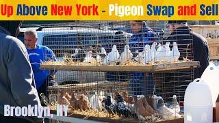 Up Above New York |PIGEON| Swap and Sell